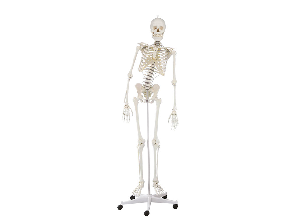 Skelett mit beweglicher Wirbelsäule