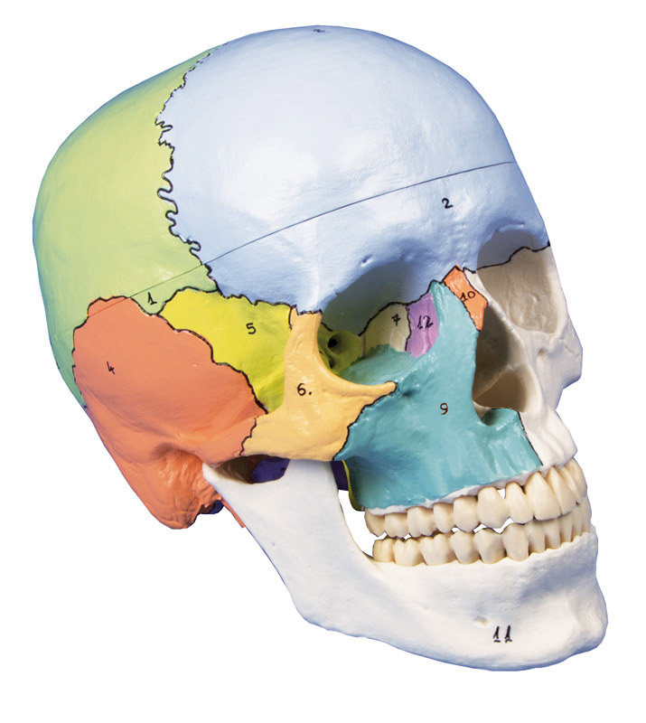 Ein anatomisches Schädel-Modell der Marke Erler-Zimmer mit farblichen und nummeriert gekennzeichneten Knochenn