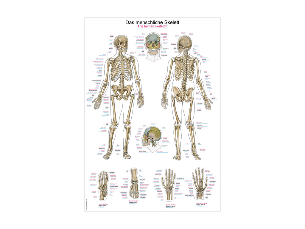 Lehrtafel: Das menschliche Skelett, 50 x 70 cm
