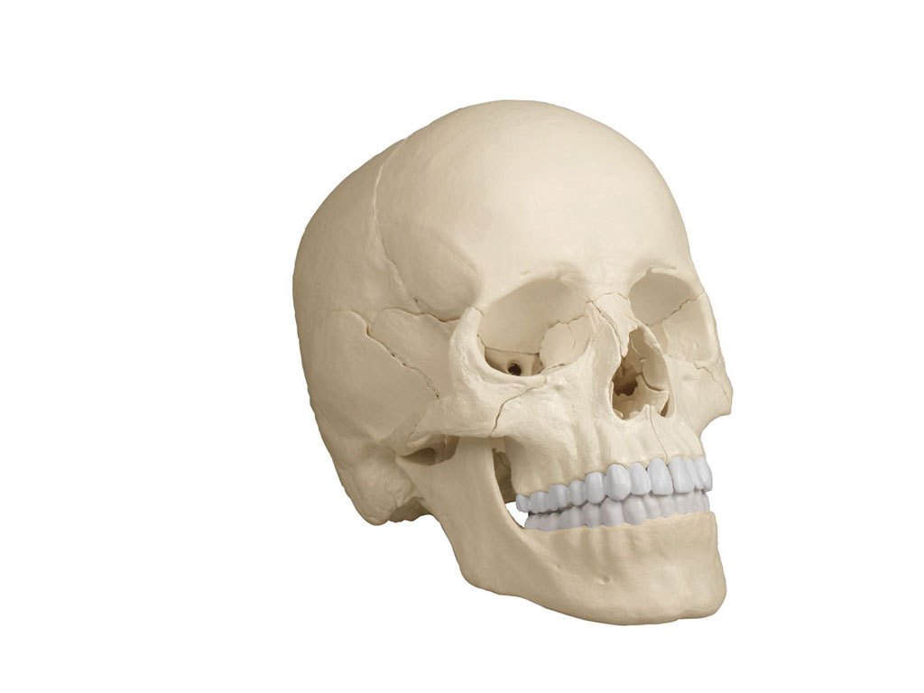 Osteopathieschädel, 22-teilig, anatomische Ausführung