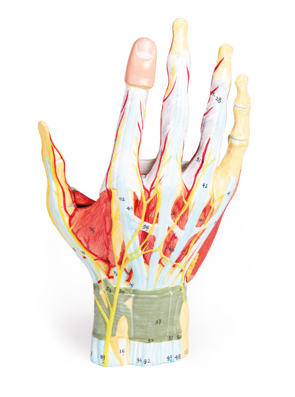 Ein bemaltes anatomisches Modell einer Hand das auch die Muskeln, Bänder und Sehnen zeigt, der Marke Erler-Zimmer.