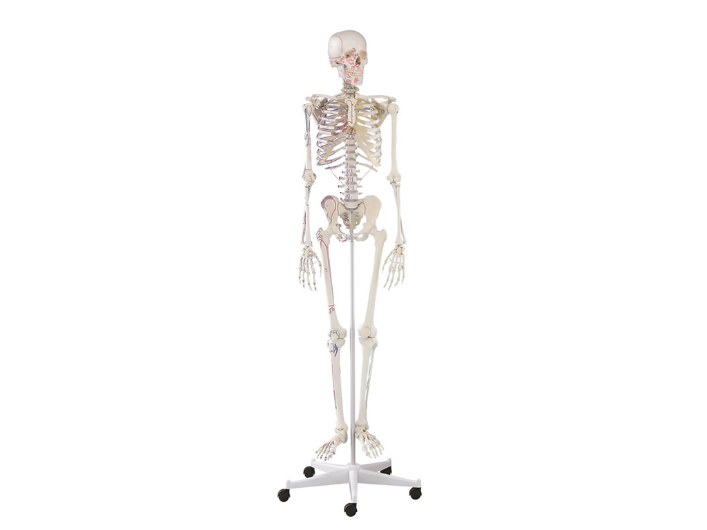 Skelett "Arnold" mit Muskelmarkierungen
