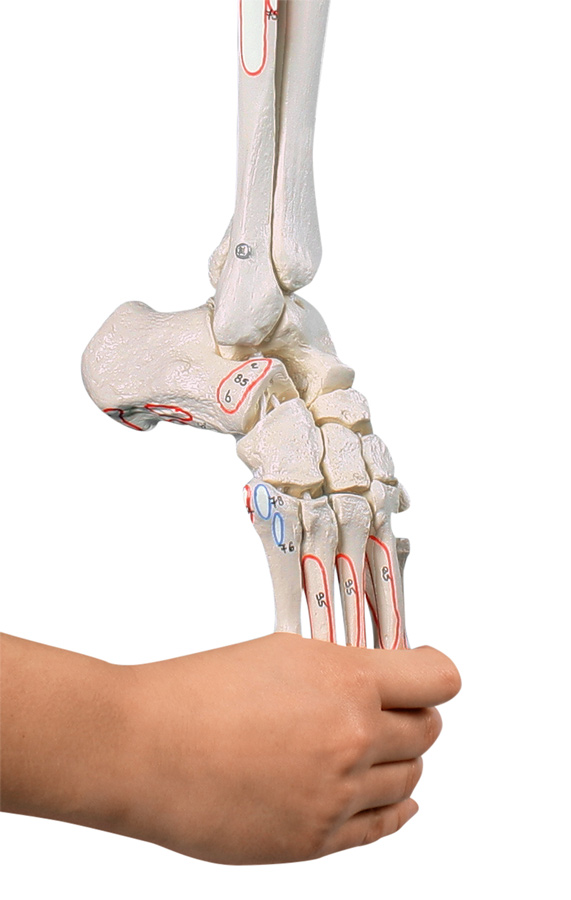 Aufnahme eines Beinskeletts bei dem der Fußanteil gebogen wird mit roten und blauen Muskelmarkierungen der Marke Erler-Zimmer.