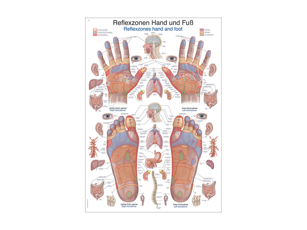 Lehrtafel: Reflexzonen Hand und Fuß, 50 x 70 cm